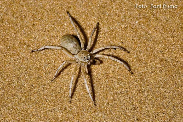 Lycosidae della Tunisia